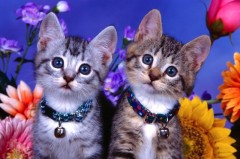 权力的游戏珊莎被上(权力的游戏片头曲mp3)